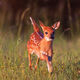 Happy Fawn