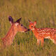 Mother And Fawn
