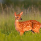 Morning Fawn