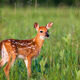 Sweet Fawn