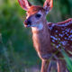 Morning Path Fawn