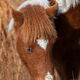 Face Of A Pony