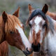 Horse Talk