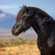 Black Stallion