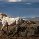 Kicking Up Dust