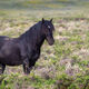 Hippie Horse