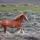 Galloping Along