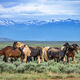 Wyoming Gathering