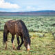 Wild Grazing