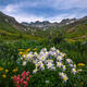 Columbine Colors