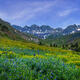 Basin Blubells
