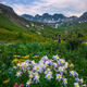 Columbine Morning