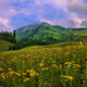 Field Of Dreams