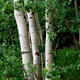 Three Aspens