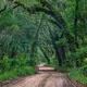 Forest Curves
