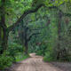 Forest Drive