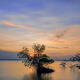 Mangrove Moods
