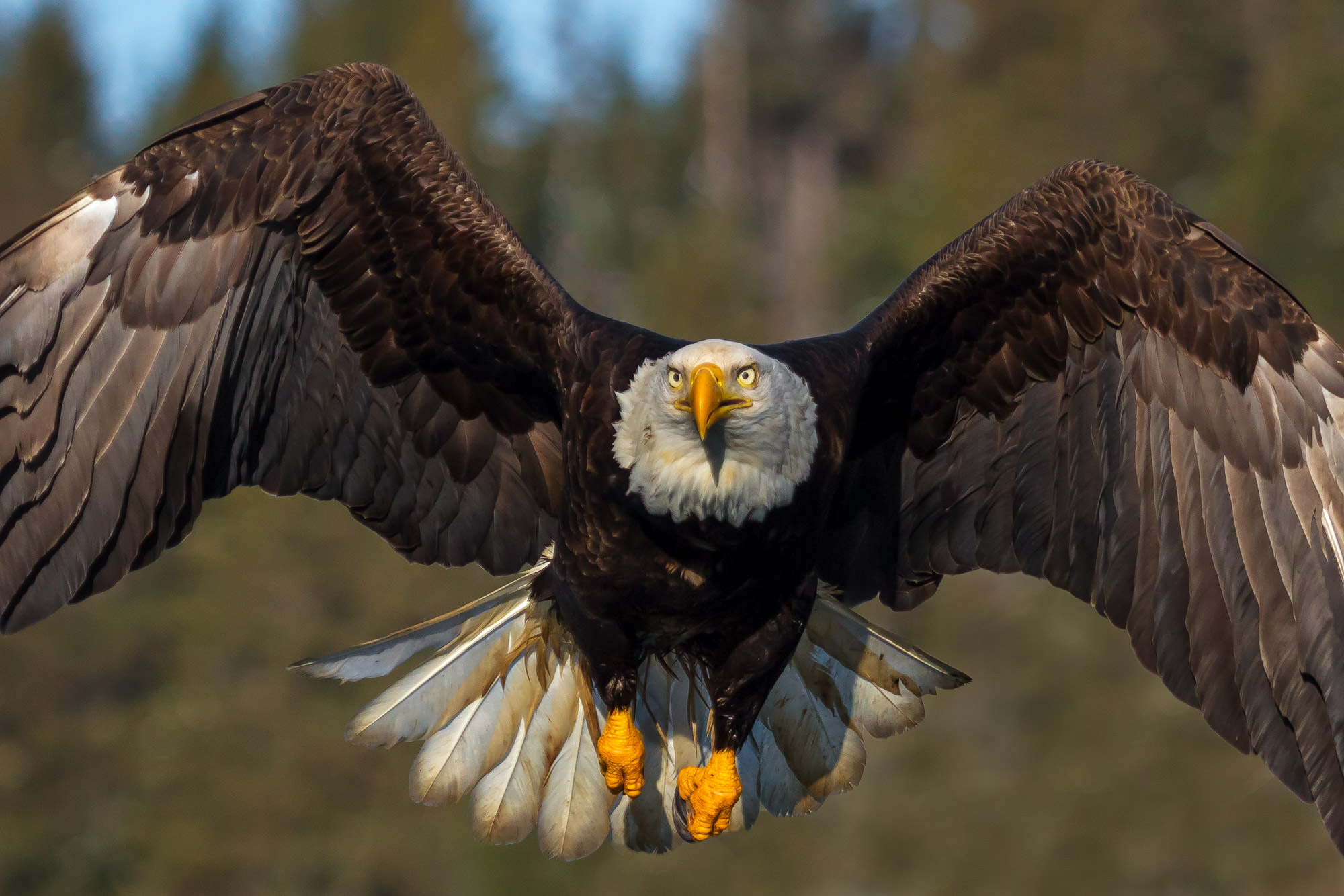 Bald Eagles In The Us Bald Eagle Life History QOZEP
