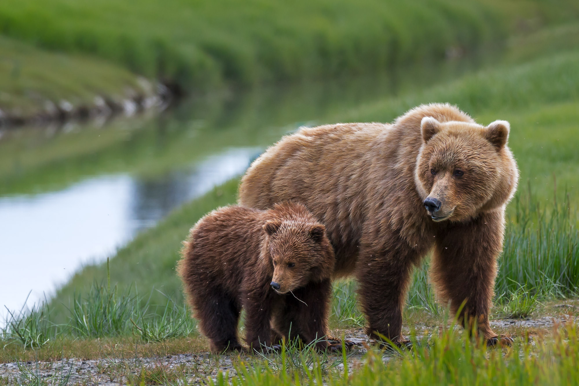 Grizzly Bears And Their Cubs