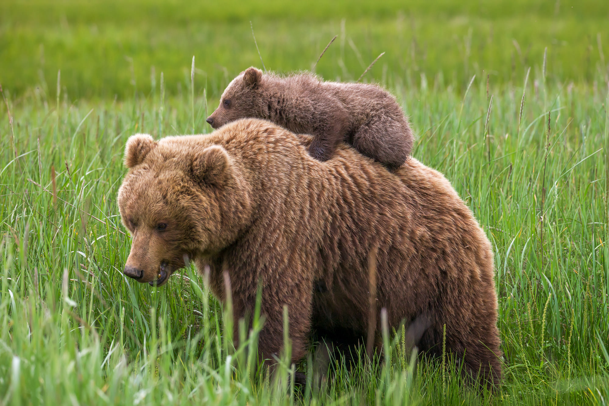 Riding A Grizzly Bear Grizzly Bear Facts And Photos LYUYPB