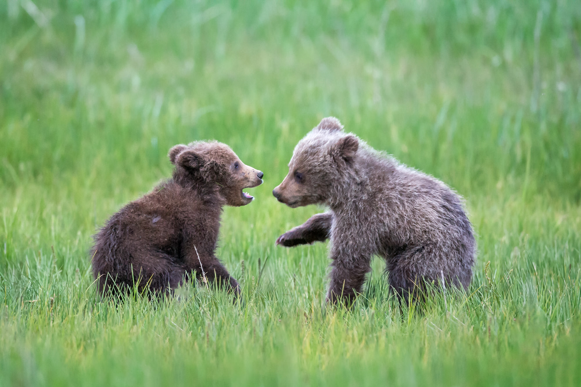 Grizzly Bears Cubs