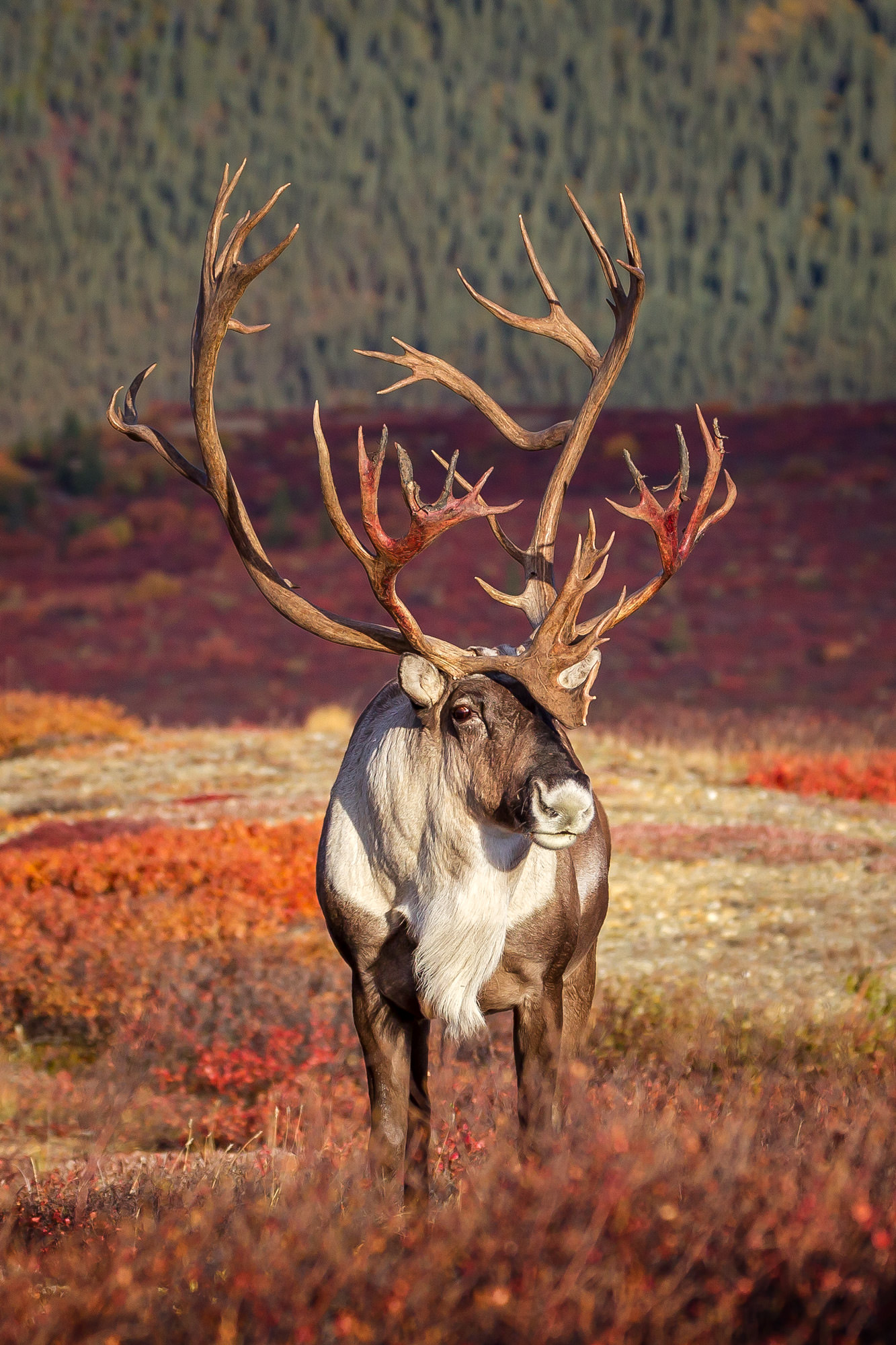How Big Are Caribou Antlers How Big Are Caribou Antlers