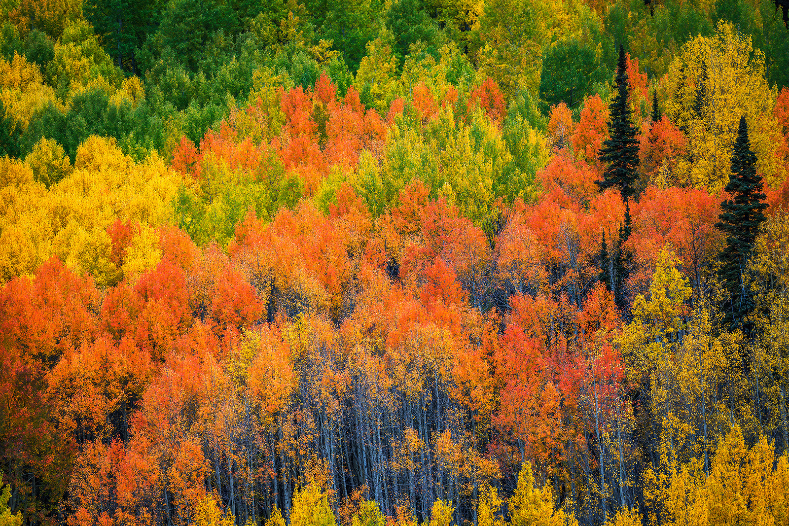 Aspen Orange colorado landscape scene of fall colors of orange and yellow