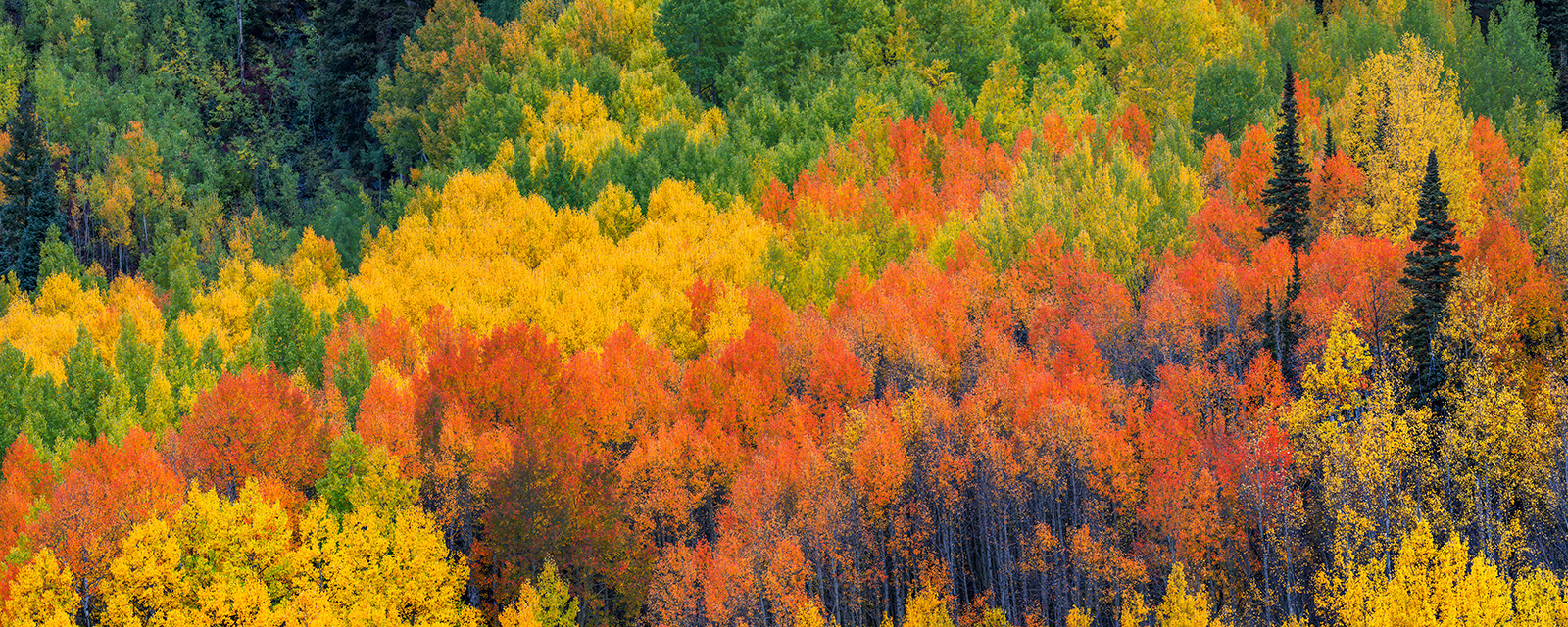 Aspen Panorama Panoramic landscape view of aspen trees in peak fall color in colorado