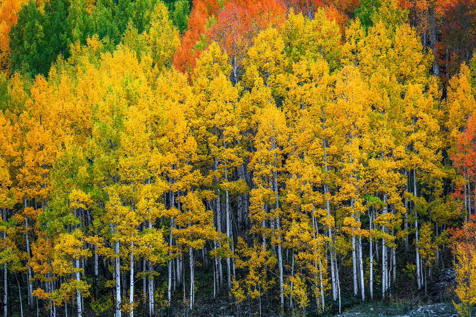 Tall Aspens landscape scene of tall aspen trees in peak fall color