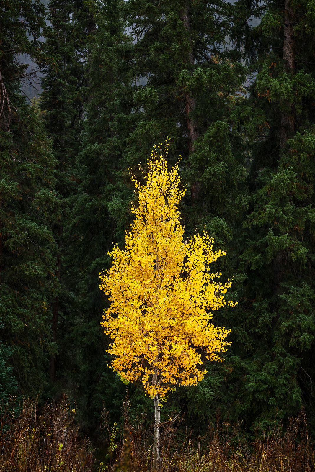 All By Myself A lone yellow Aspen tree in front of dark green trees in Colorado