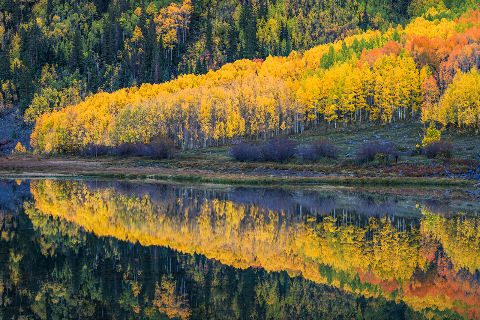 Angled Reflection Aspen trees reflecting in a lake in colorado