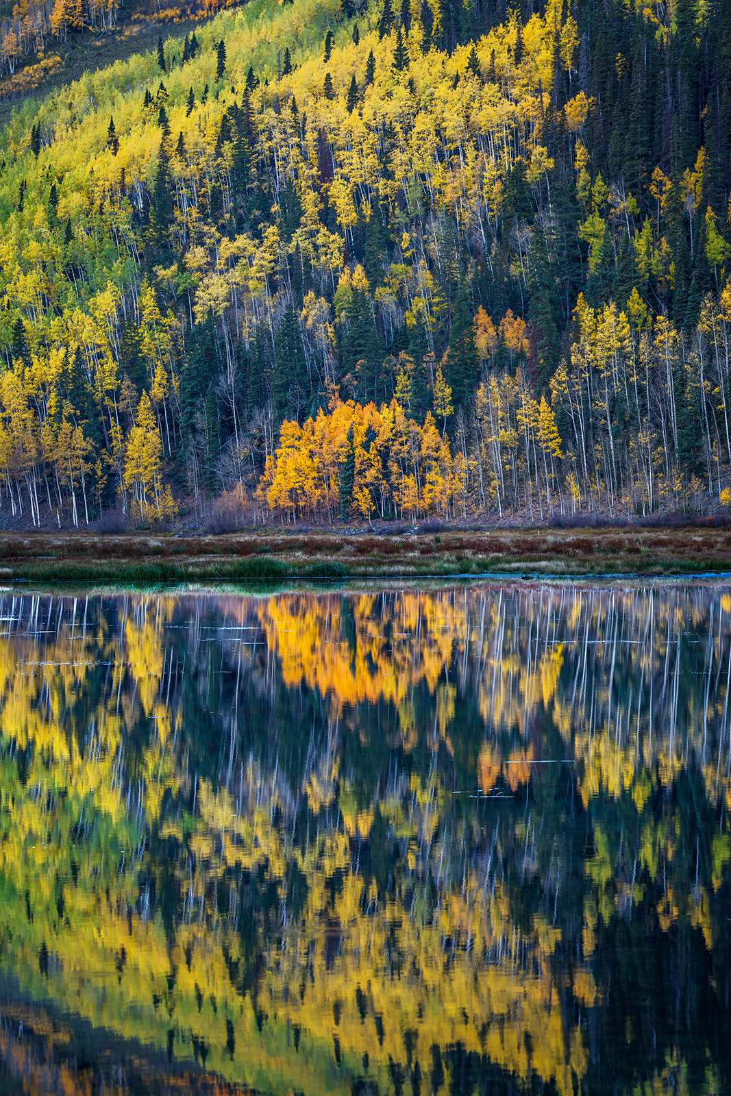 Double Vision Vertical landscape scene of aspen trees reflecting in a calm lake in colorado