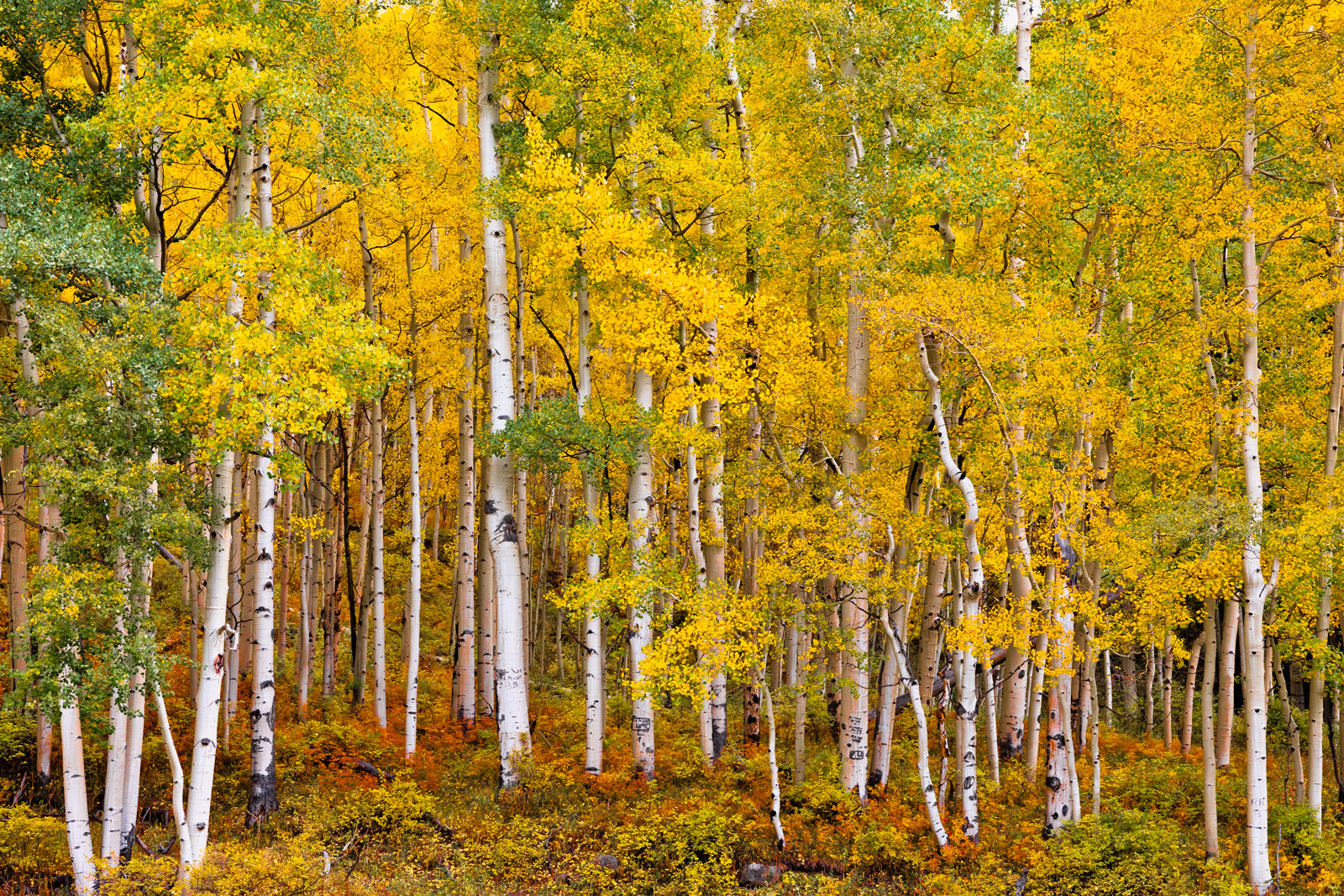 Southwest Colorado Fall Aspen Trees Fine Art Photo Fine Art Prints By Southwest Colorado Fall Aspen Trees Fine Art Photo Fine Art Prints By