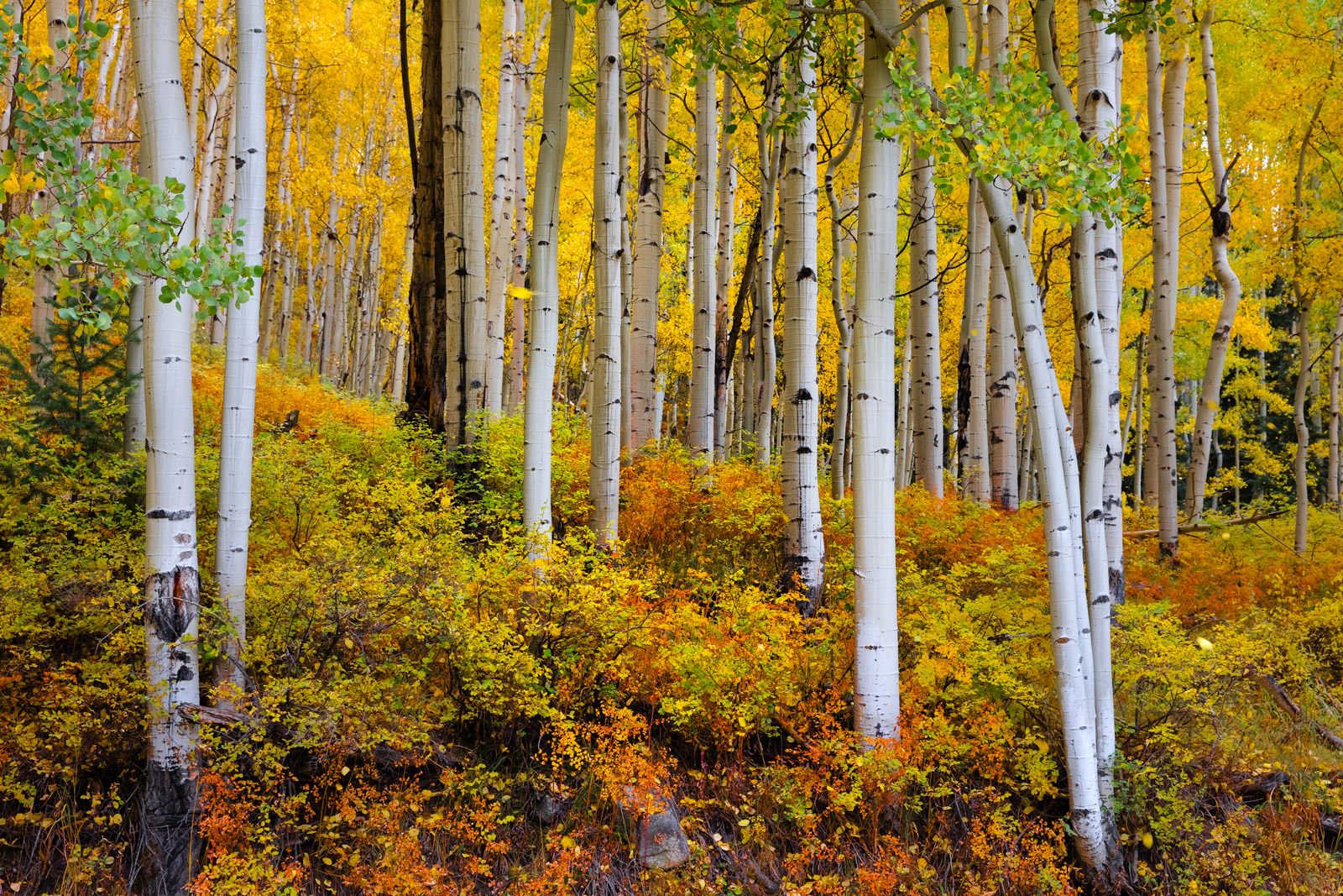 Aspen Tree Photography Prints Large Landscape Wall Art Fine Art 