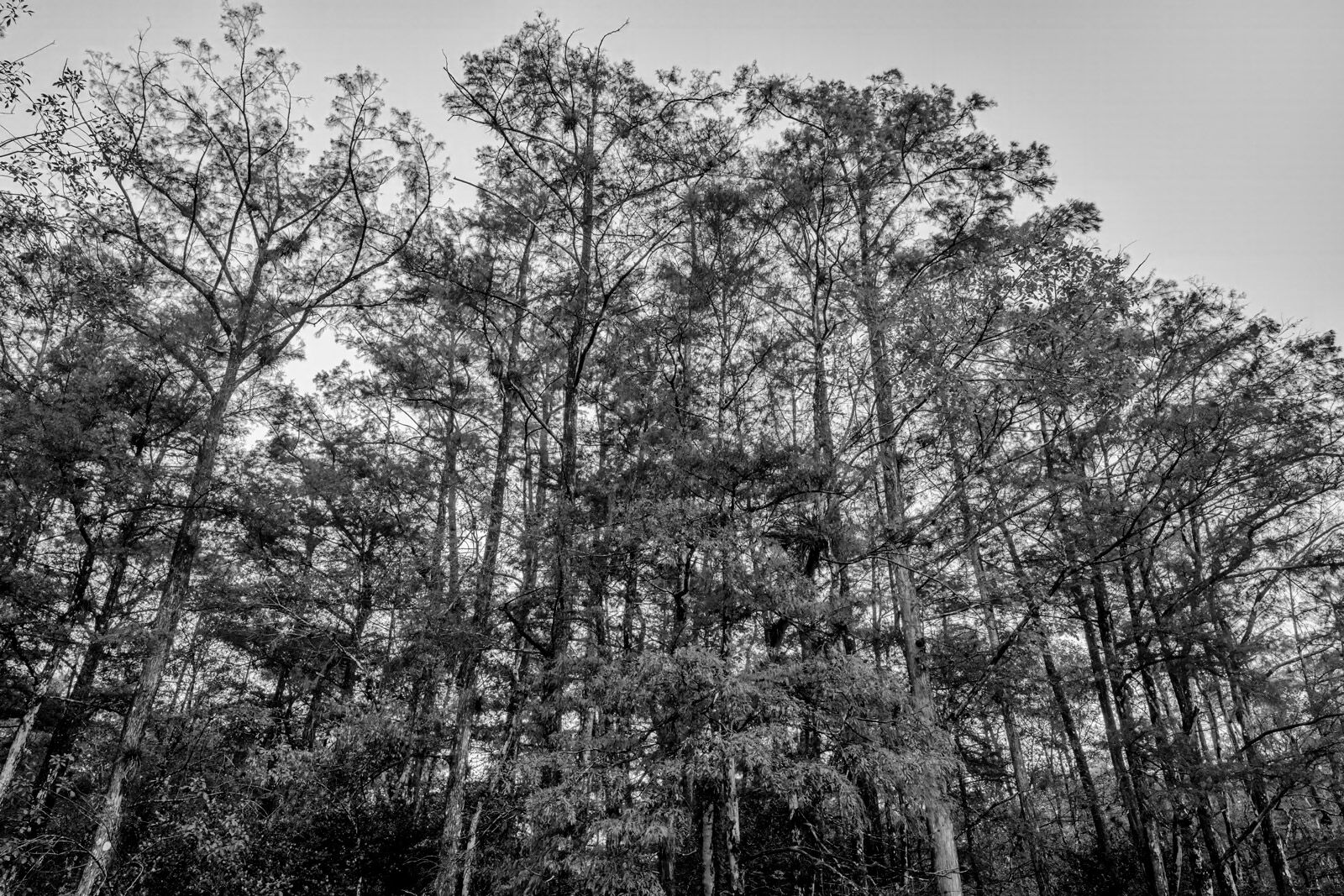 Big Cypress - Black and White black and white view of cypress trees in everglades national park
