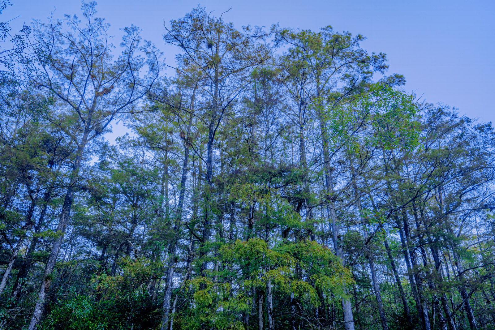 Big Cypress A view looking up at cypress trees in everglades national park