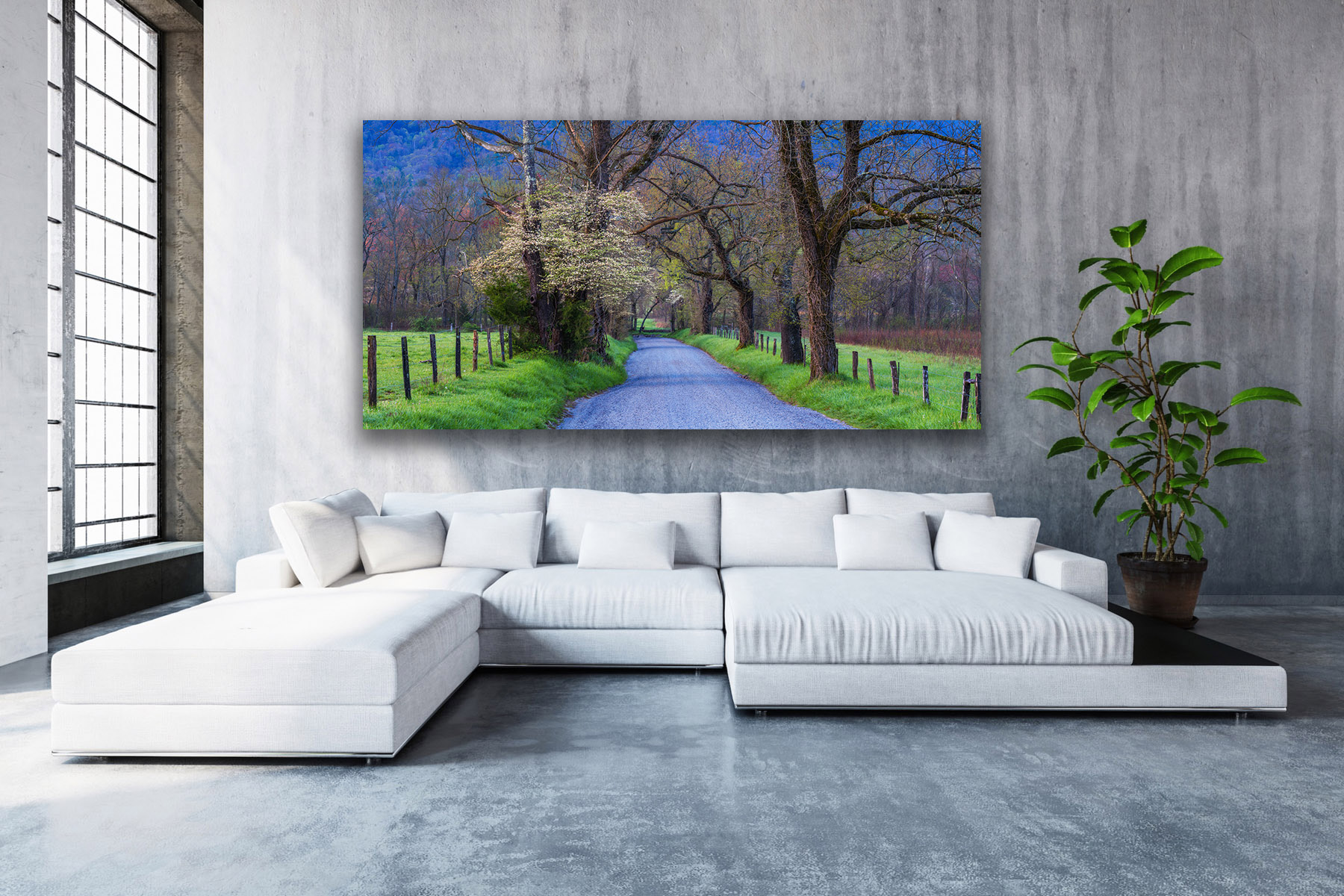 Sparks Lane with spring dogwoods as a fine art print on a living room wall