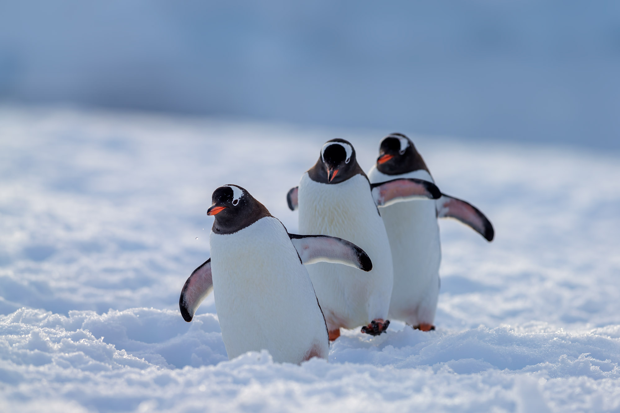 Three Penguins Waddling Towards You Fine Art Photo Fine Art Prints By Three Penguins Waddling Towards You Fine Art Photo Fine Art Prints By