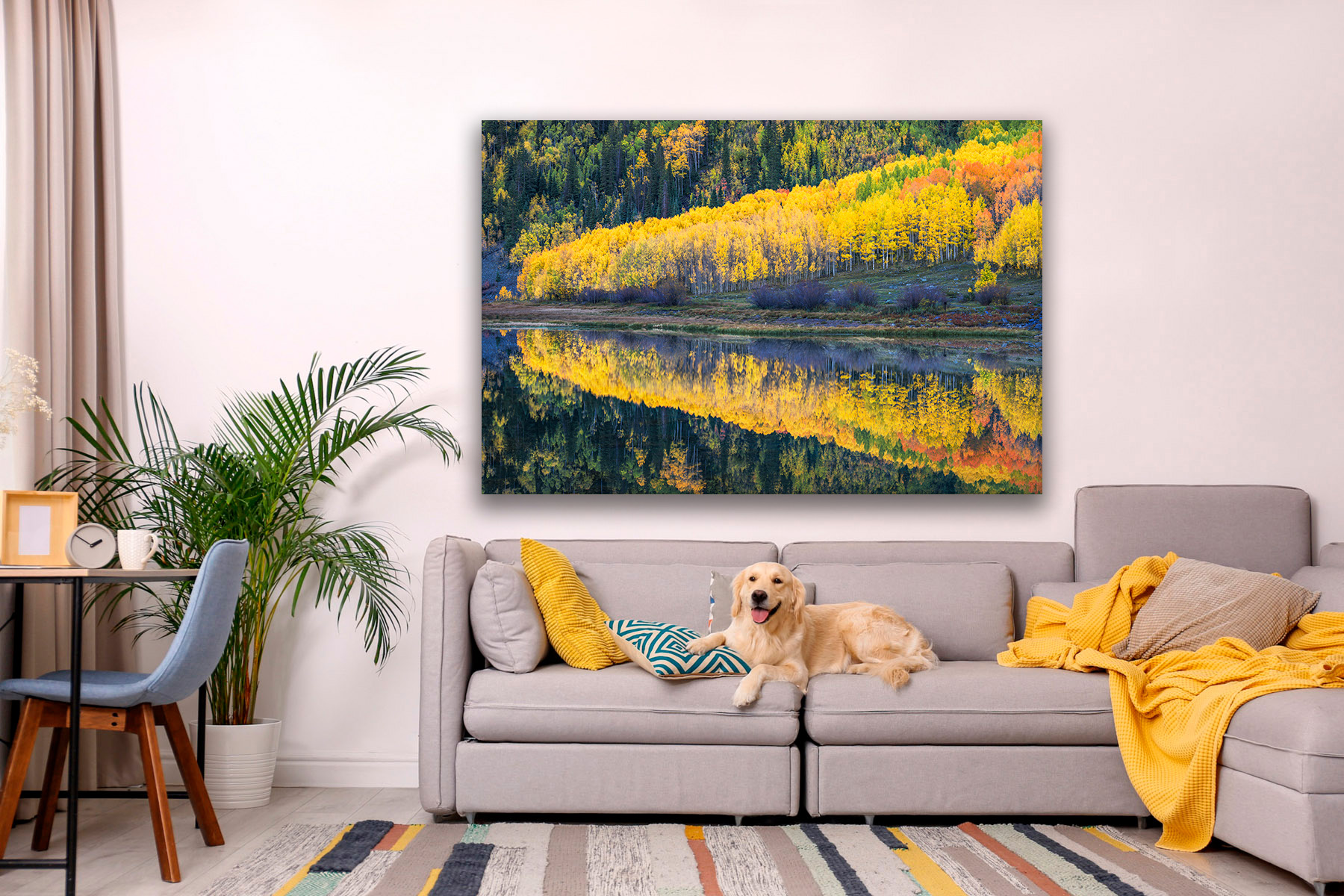 Aspen trees reflecting in a lake in colorado as a print on a wall