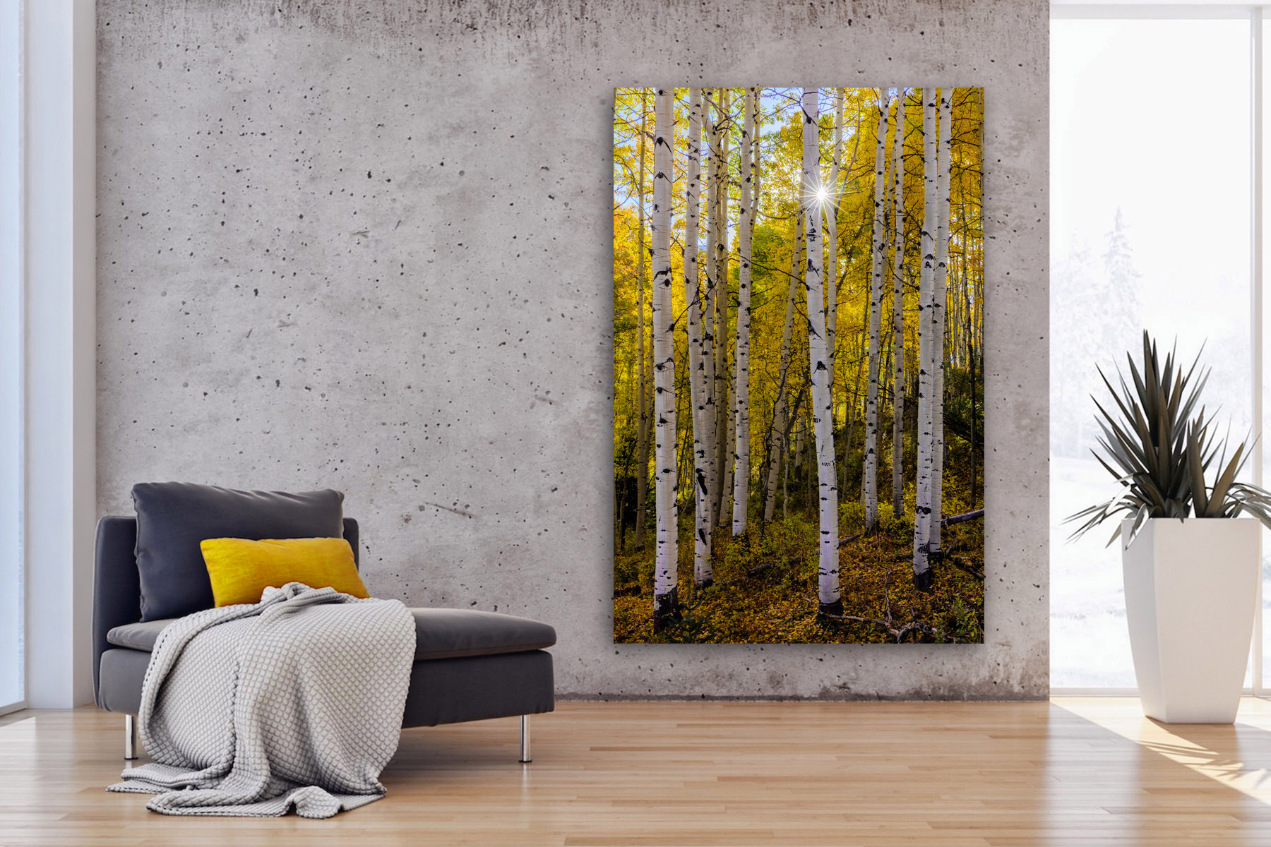 Sun bursting through Aspen trees in Colorado as a fine art photo print on the wall