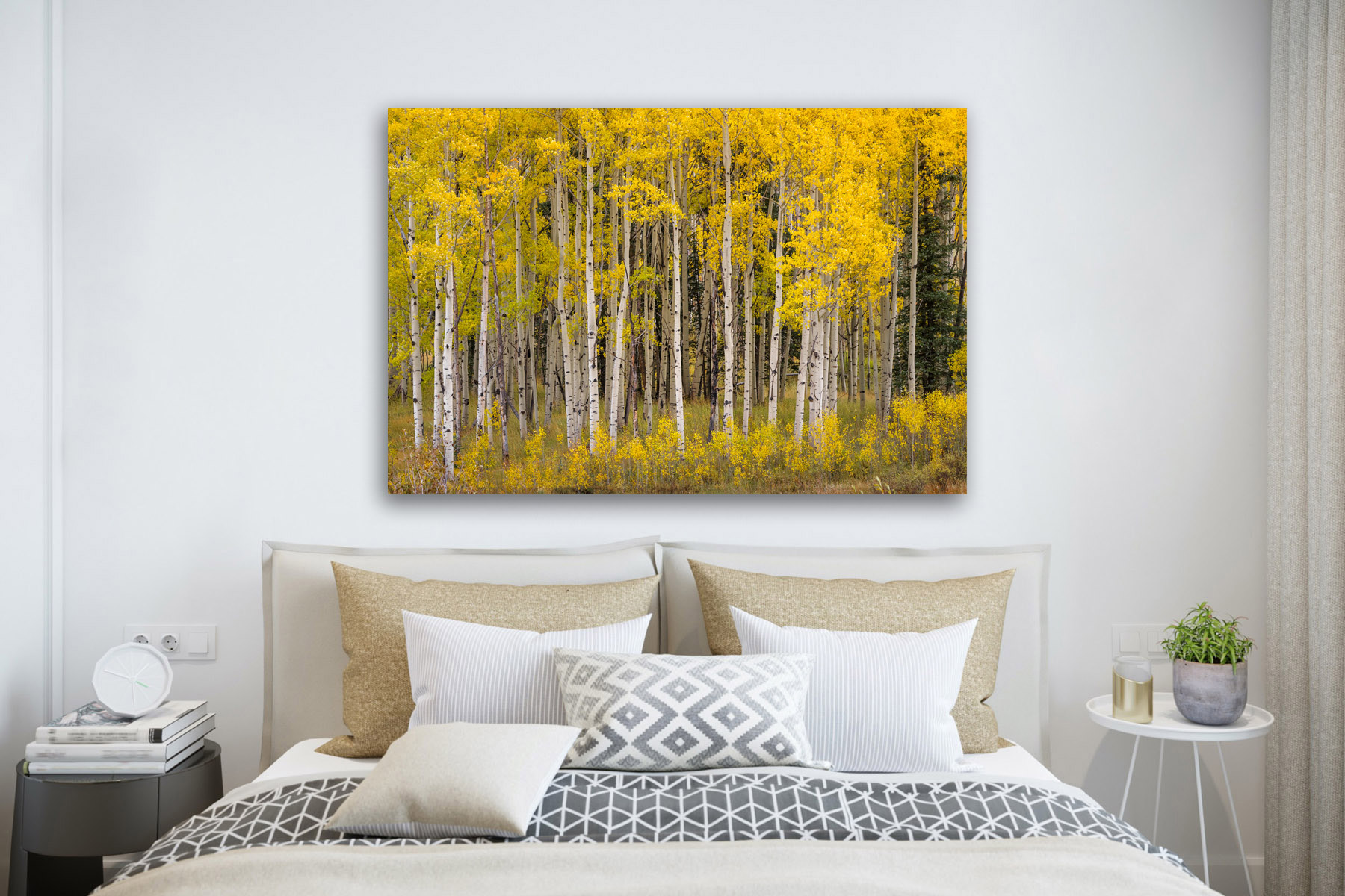 Colorado Aspen trees displaying fall colors as a fine art photo print on the wall