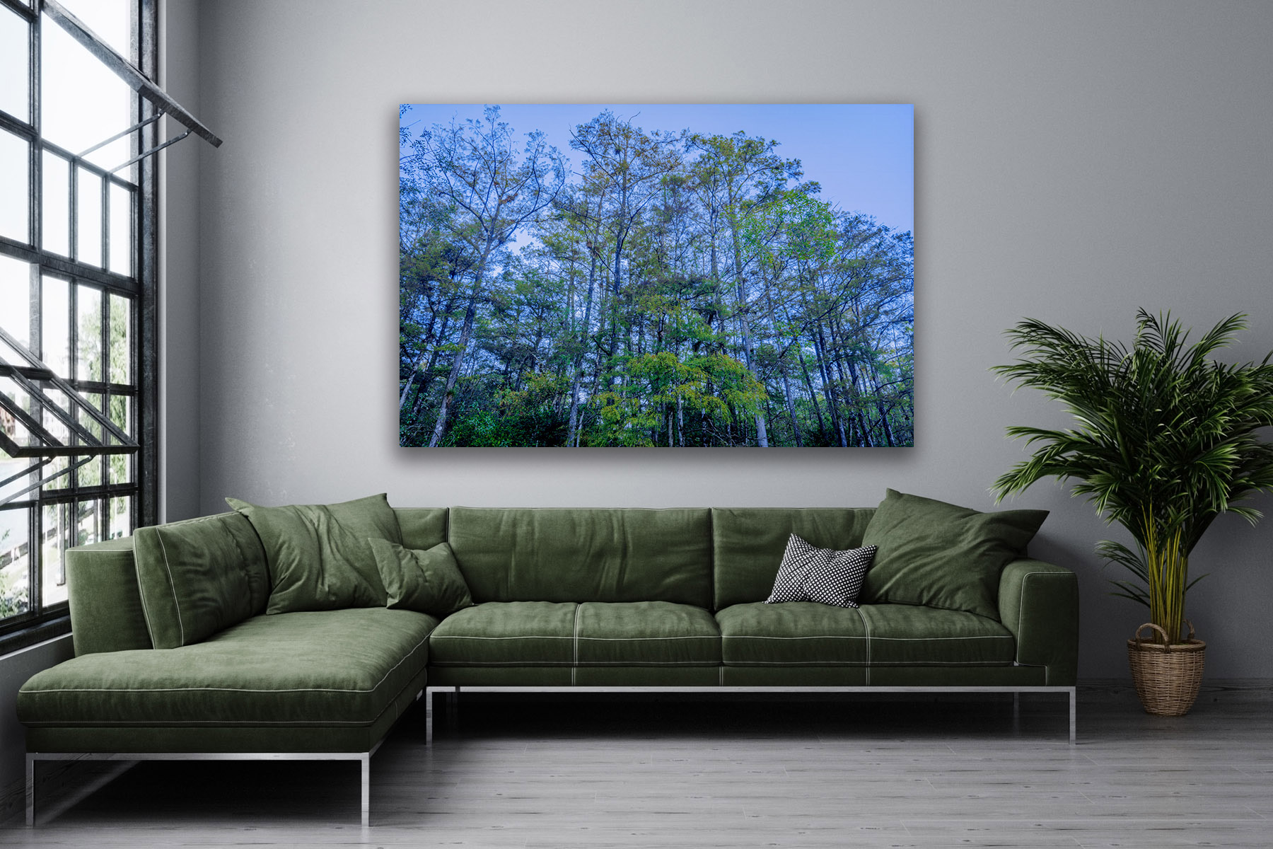 A view looking up at Cypress trees in everglades national park as a print on a wall