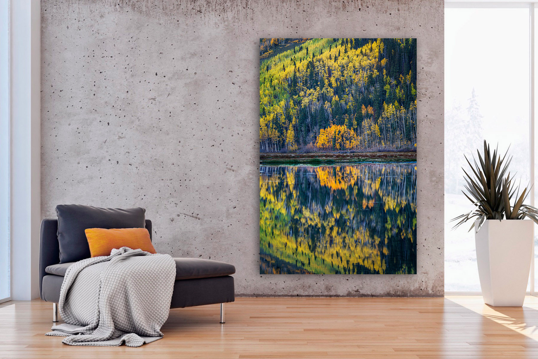 vertical view of aspen trees reflecting in a lake as wall art in a room