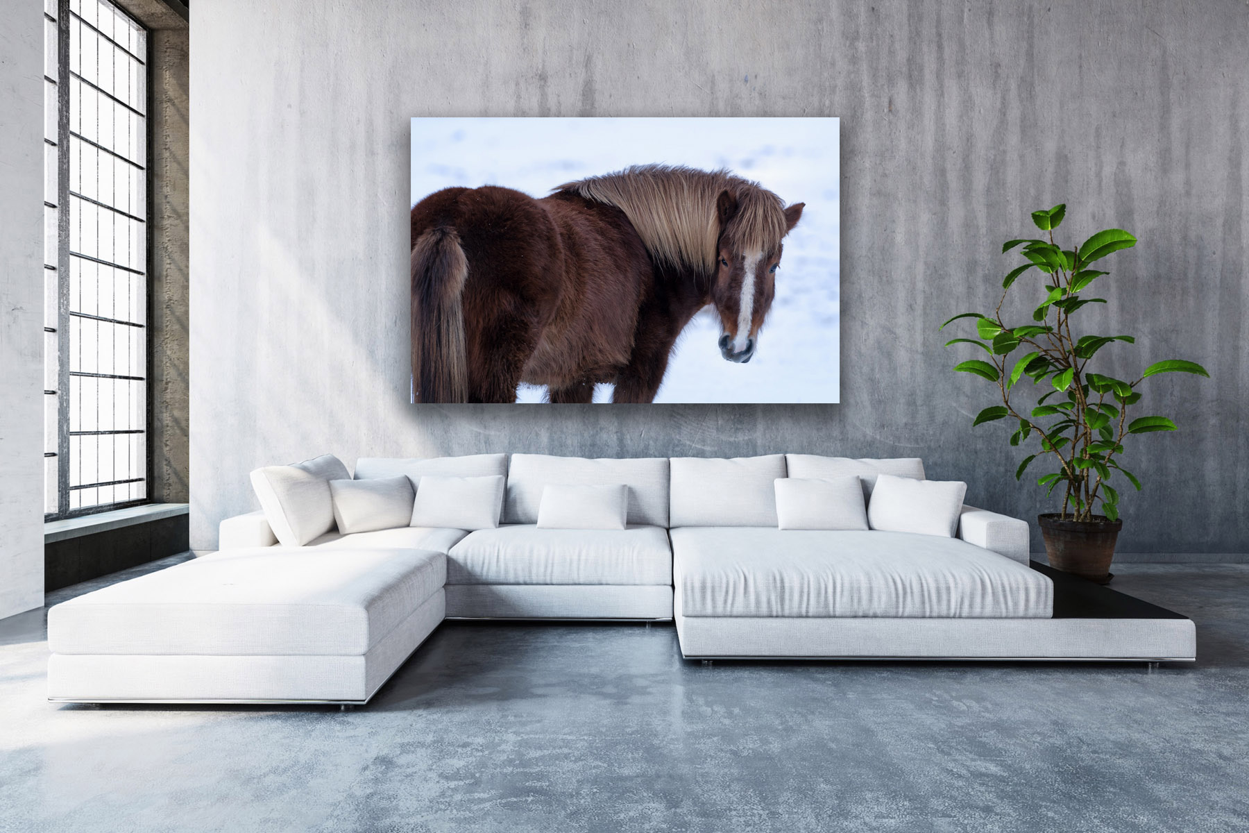 Icelandic horse in the snow looking back as a fine art photo print on the wall
