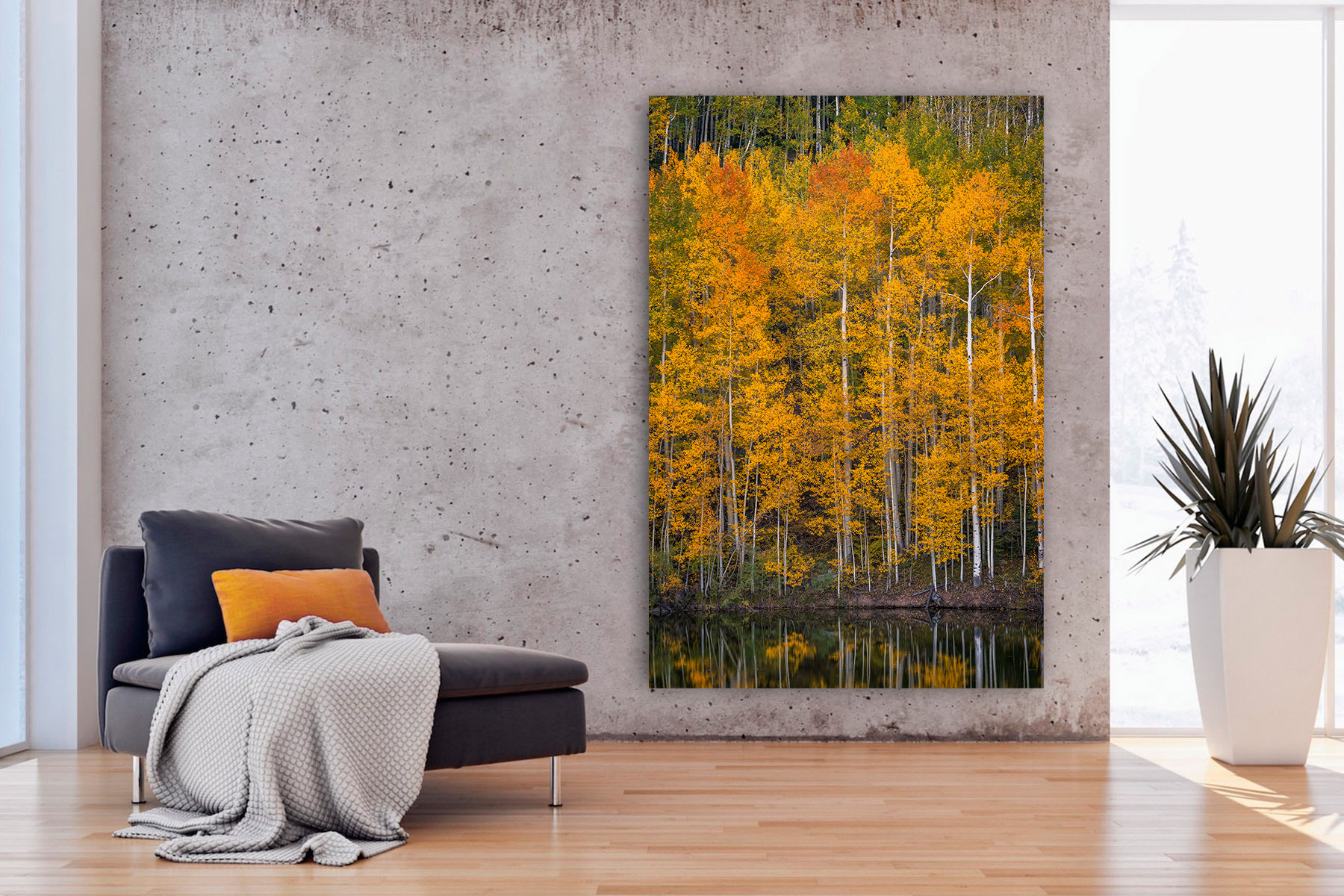 Colorado Wall Art of orange aspen trees in peak fall color