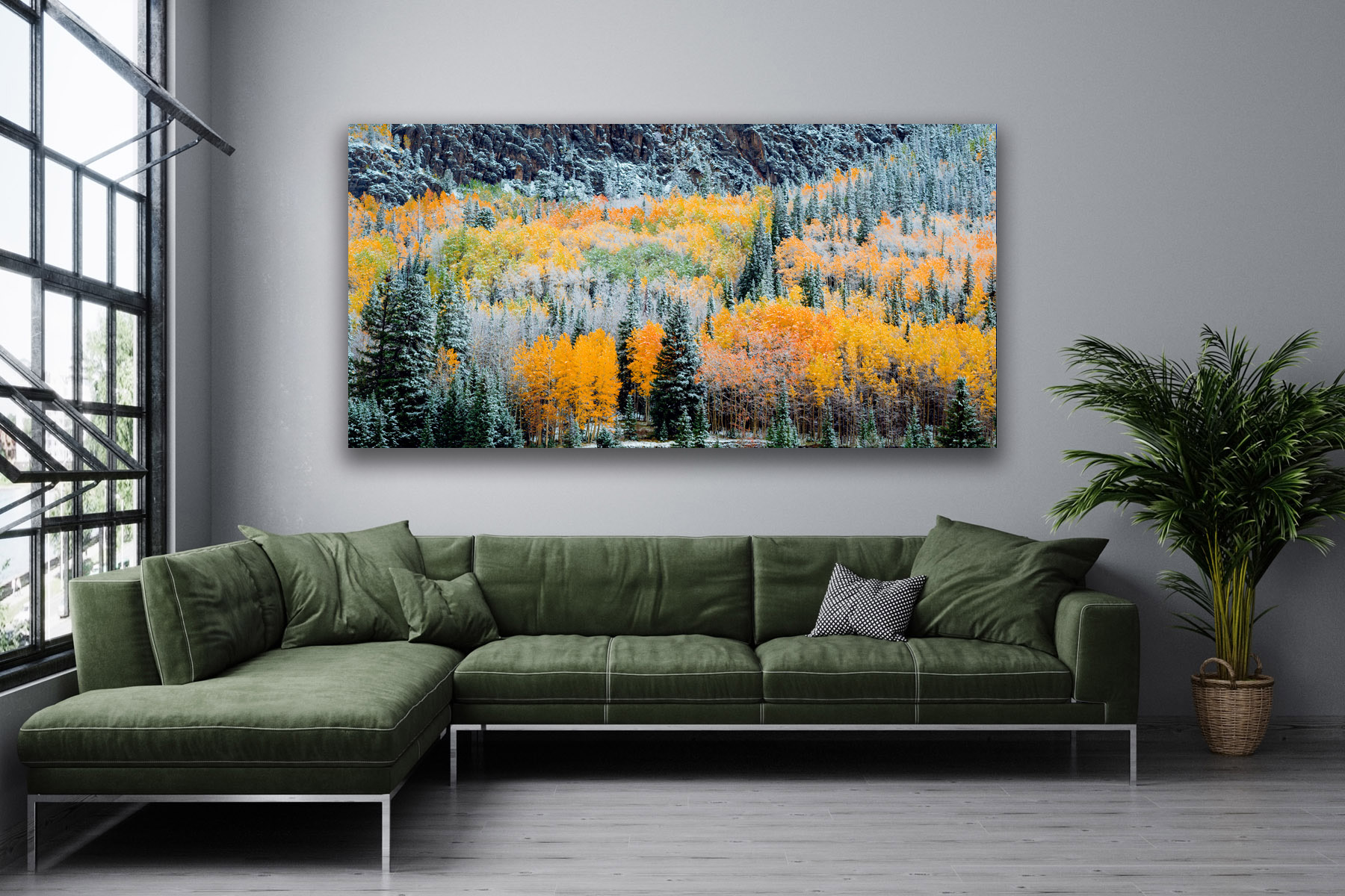 Snow and fall colors mixed on Colorado trees as a fine art photo print on a living room wall