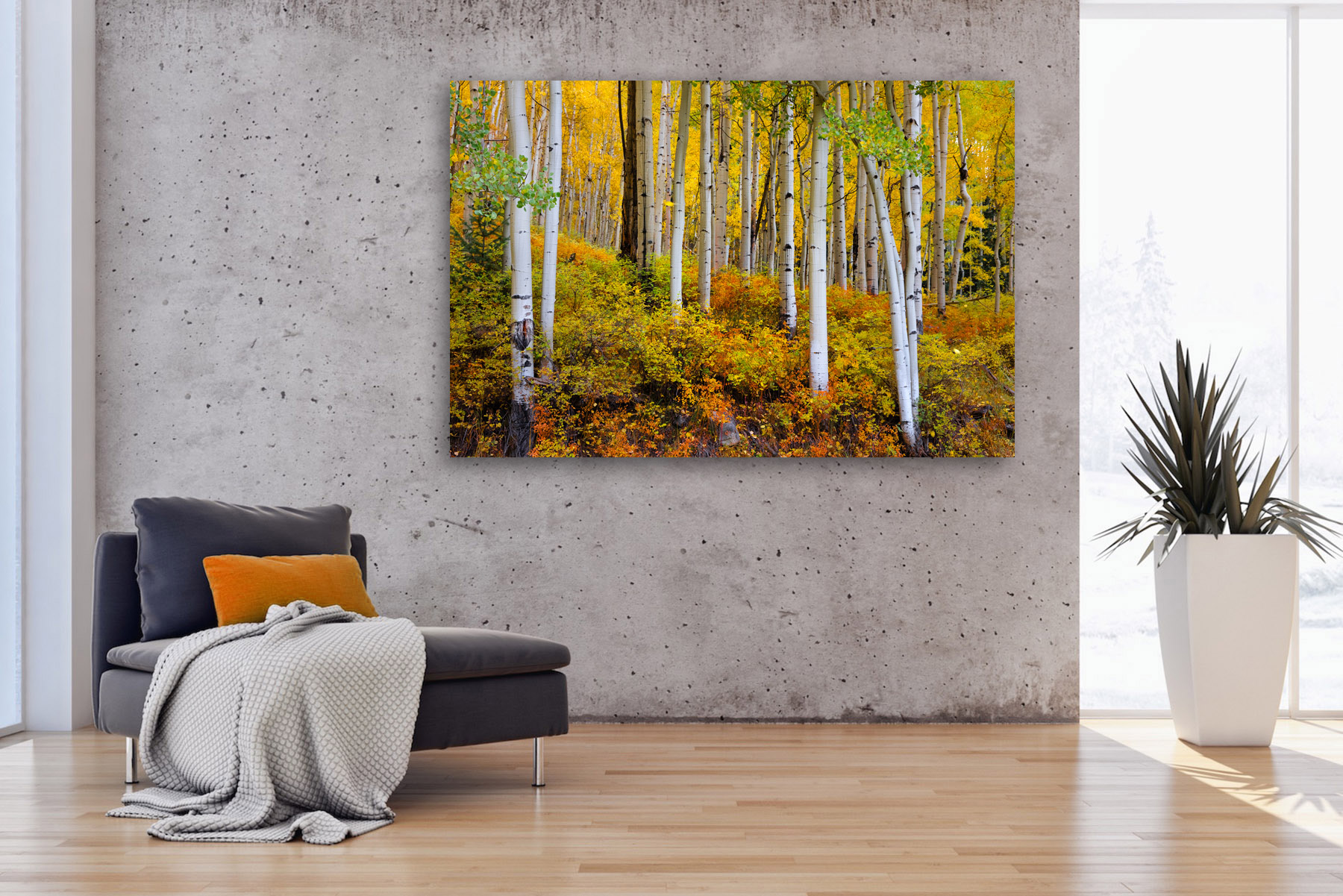 Fall color under Colorado Aspen trees as a fine art photo print on the wall