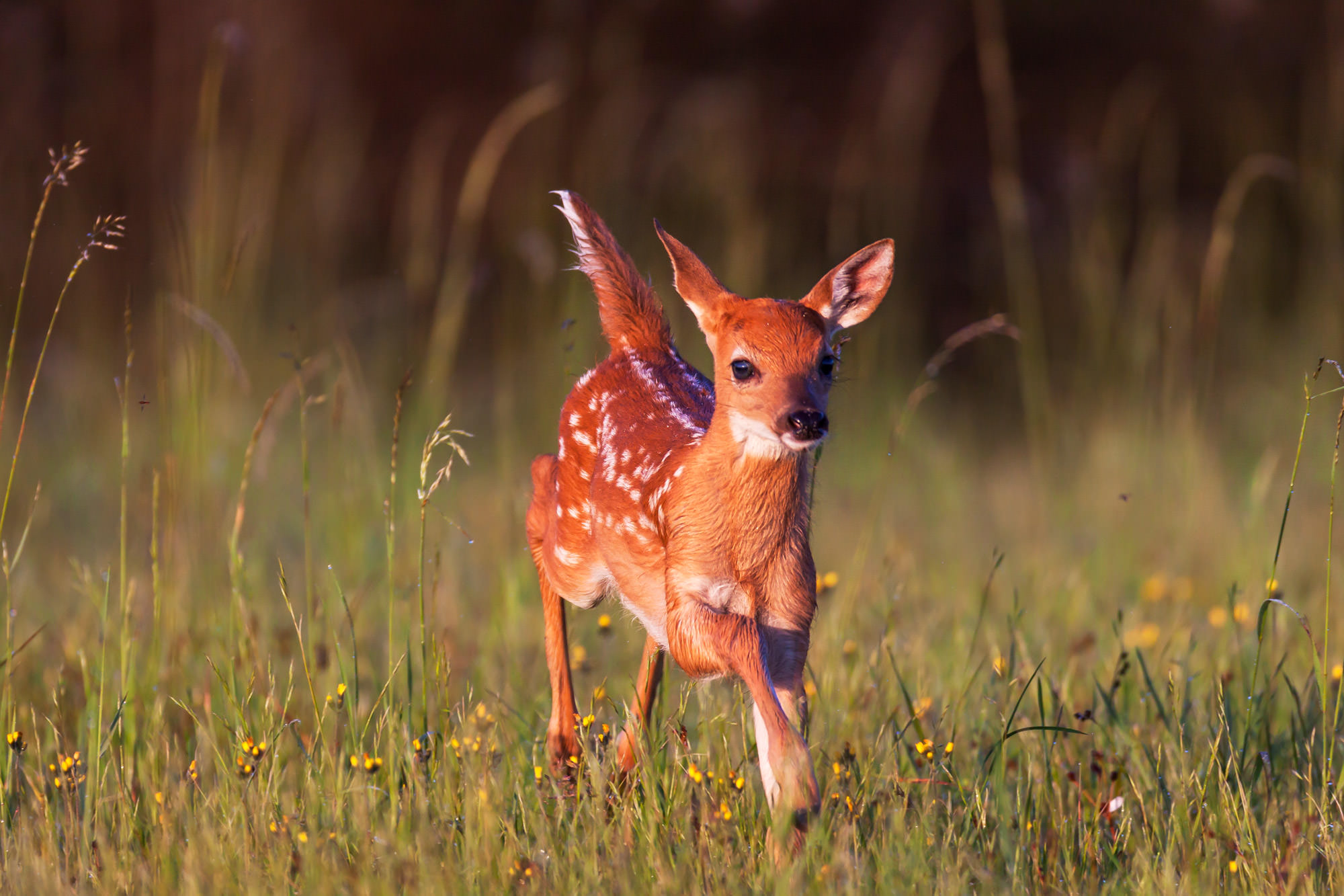 Wildlife Photography Deer Wildlife Photography Deer