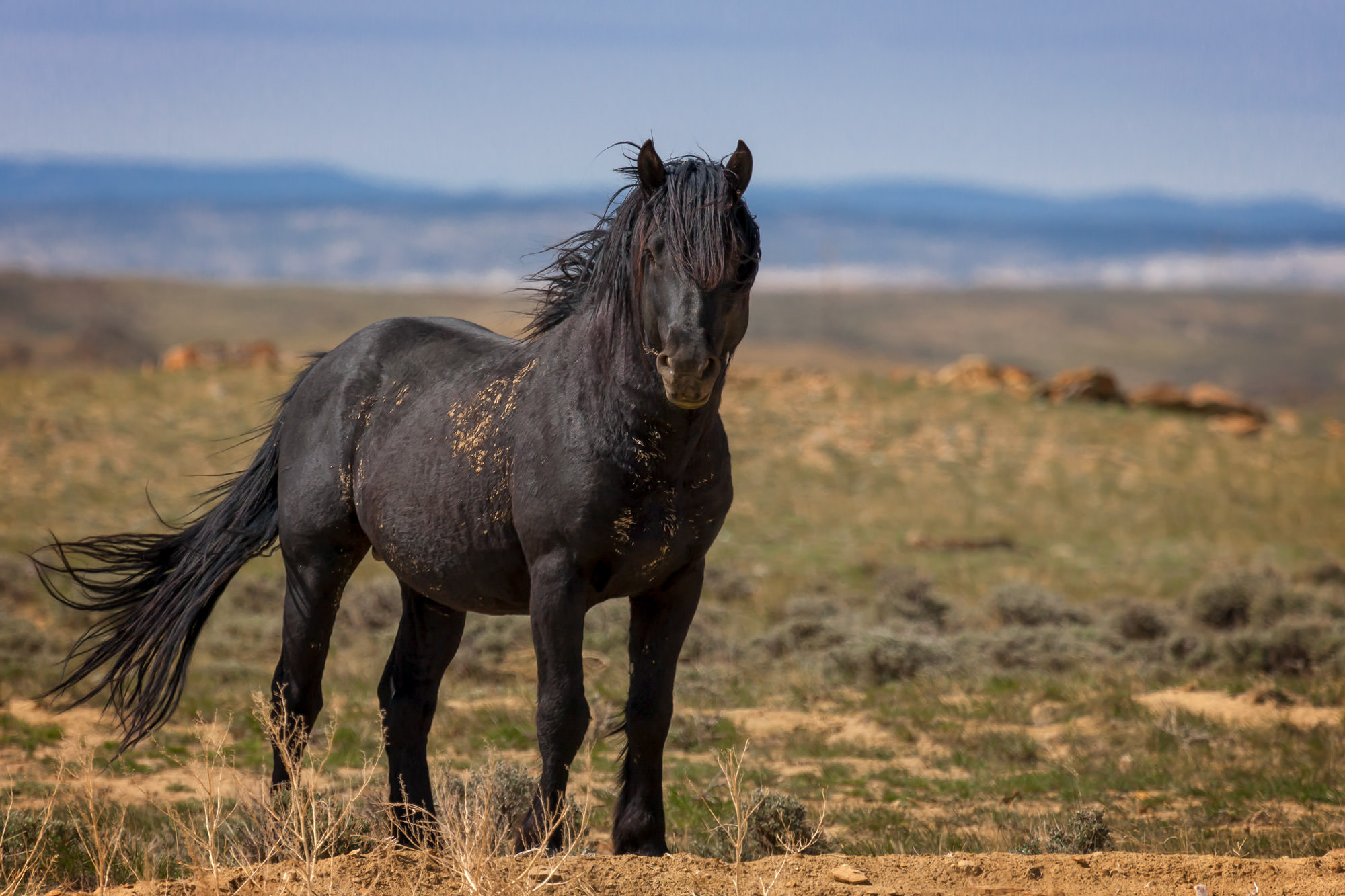 Wild Horse Stallion Wild Horse Stallion